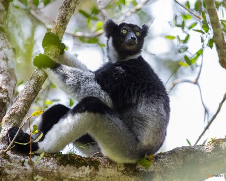Singing lemurs may use a soprano-like trick to project songs