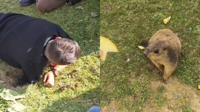 中国游客四川自驾游 土拨鼠竟偷走车钥匙