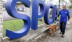Love them, but not too much: SPCA's longest-serving employee on coping with the ups and downs of handling animals for 46 years