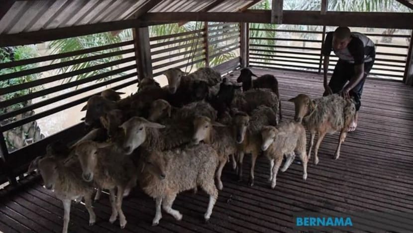Cacat fizikal tidak hambat pemuda redah banjir selamatkan haiwan ternakannya