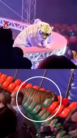 Tiger leaps into crowd after safety net falls at Russian circus