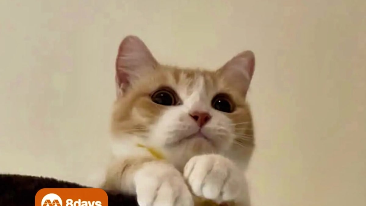 Bravo the cat's distraught owner reveals that he suffers - 8days