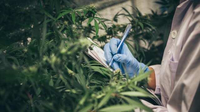 马国政府将在今年内 提出医疗合法使用大麻二酚框架