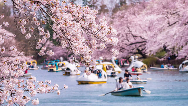 春天已经在悄悄向你招手了！2026年“中日韩台”最全赏樱攻略