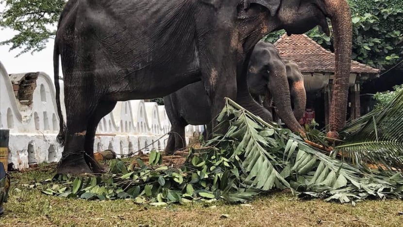 Skeletal 70-year-old elephant mistreated in Sri Lanka, alleges animal foundation