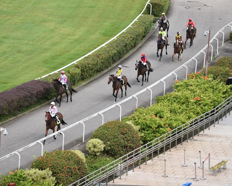 CNA Explains: The challenges of relocating hundreds of horses from Singapore Turf Club