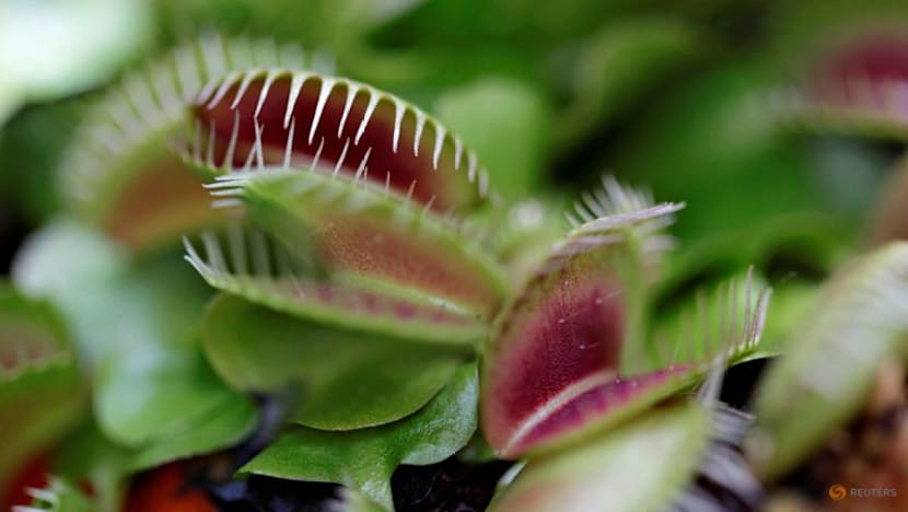 Scientists unlock the secret behind the Venus flytrap's snap