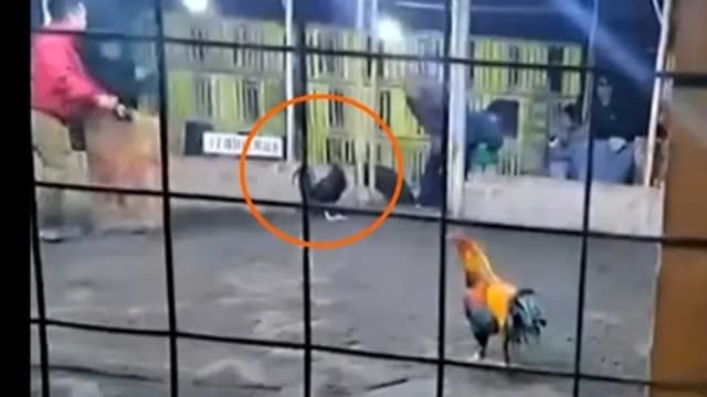 秘鲁男子遭自家斗鸡袭击 一刀刺破动脉惨死