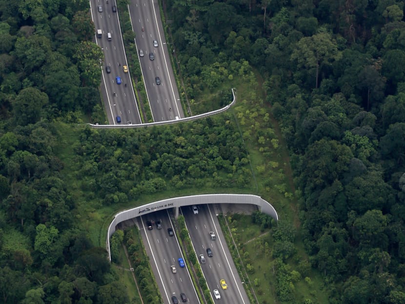 The Eco-Link@BKE is an ecological bridge over the Bukit Timah Expressway that preserves biodiversity. The authorities are backing efforts to build another green corridor at Tengah Forest. Photo: Koh Mui Fong/TODAY The Eco-Link@BKE is an ecological bridge over the Bukit Timah Expressway that preserves biodiversity. The authorities are backing efforts to build another green corridor at Tengah Forest. Photo: Koh Mui Fong/TODAY