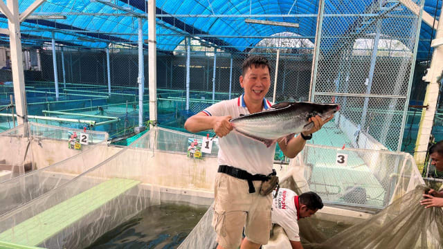 【食属新加坡】直击Nippon Koi Farm　鱼菜共生教会我们的事