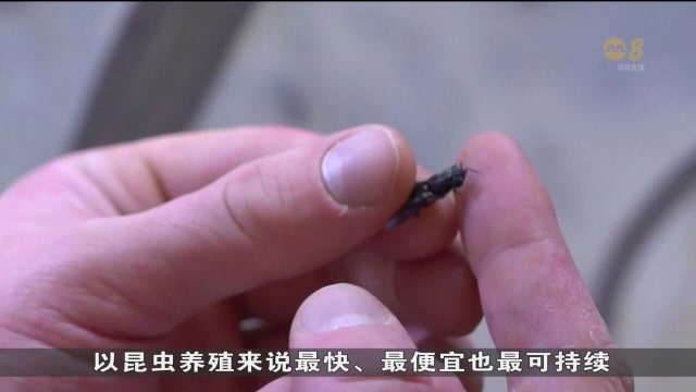 欧洲农民借助昆虫的分解能力 来减少食物垃圾