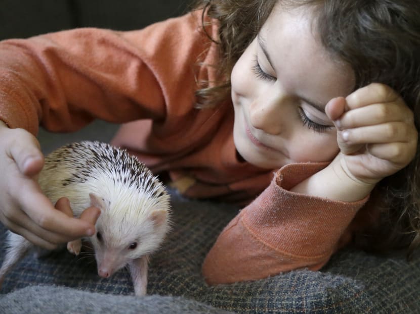 Hedgehogs finding homes as pets in US