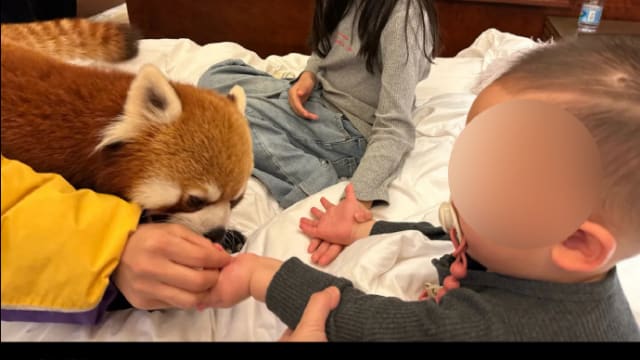 中国酒店推小熊猫叫早服务 当局责令停止并展开调查