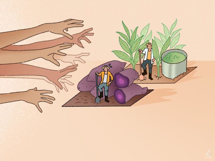 How ube became the new matcha, and what it means for farmers when a crop goes viral