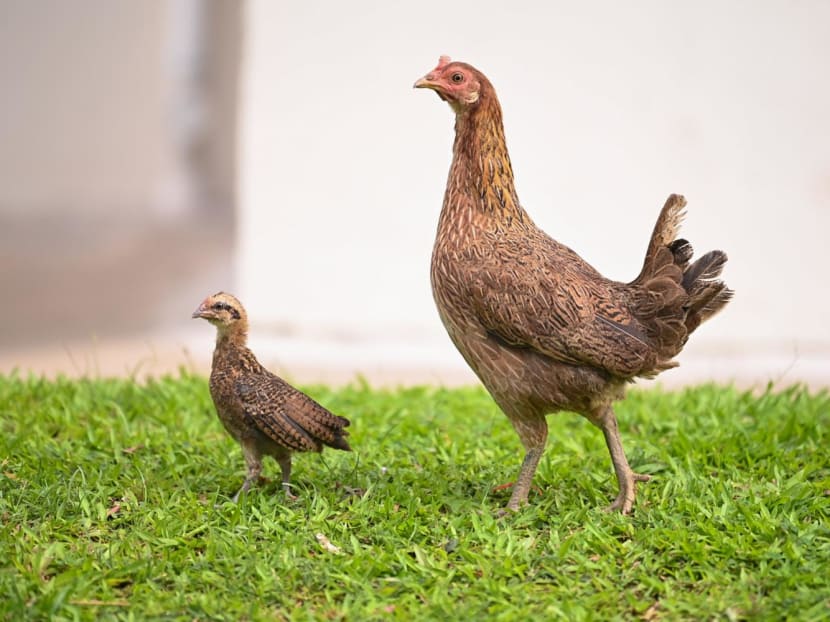 Keeping of poultry in HDB flats not allowed for public health reasons: Tan Kiat How