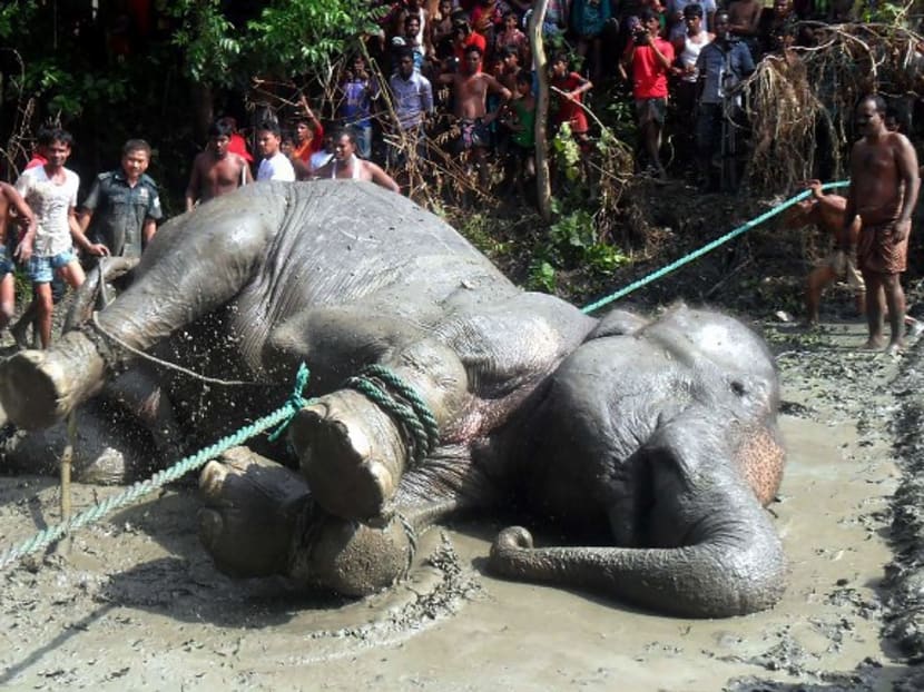 A tranquillised wild elephant on the ground on Aug 11, 2016, after being pulled from a pond in the Jamalpur district, Bangladesh. Photo: AP