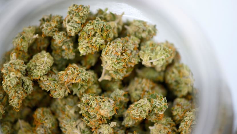 Malaysian girl hospitalised after eating cannabis-laced biscuits, dad arrested Malaysian girl hospitalised after eating cannabis-laced biscuits, dad arrested