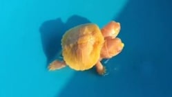 Related article image