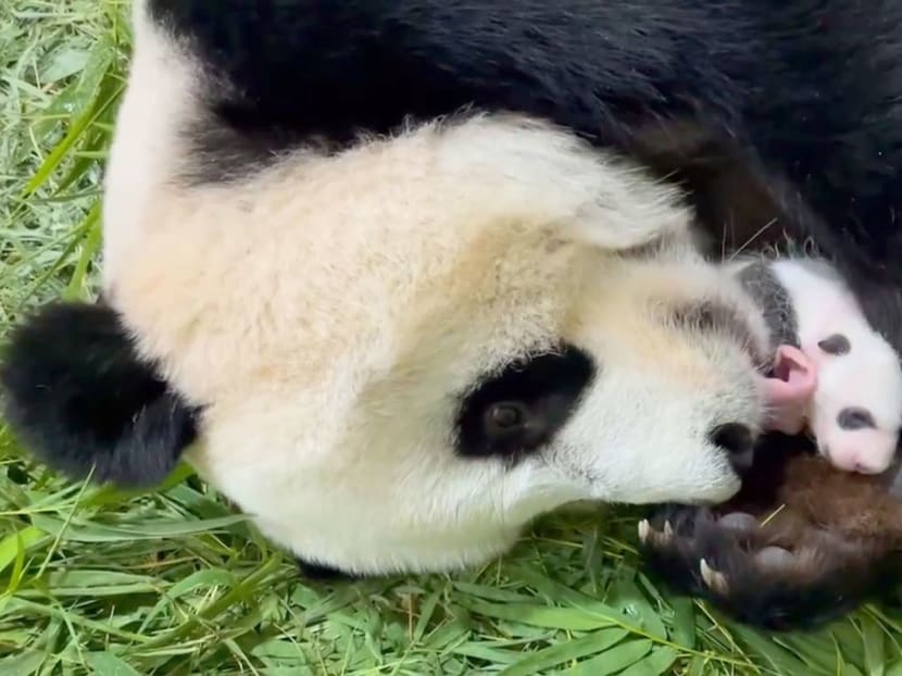 Squats, pee swaps and the &lsquo;roller-coaster ride&rsquo; of making a panda baby in Singapore