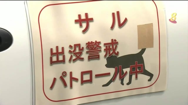 日本山口县野猴攻击民众频发 至少42人受伤