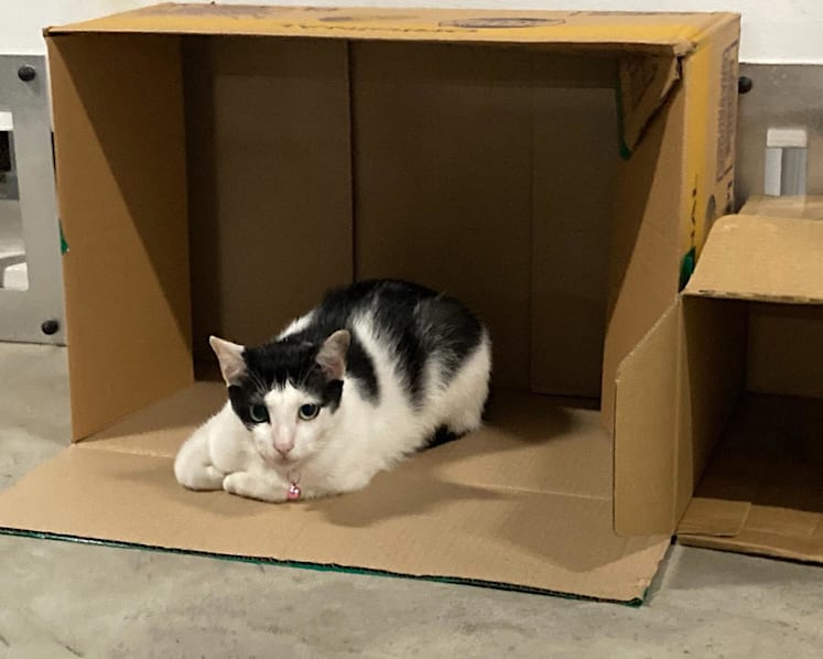 HDB gets over 1,500 cat-related complaints a year; cat lovers back plans to manage cat population, house felines in flats