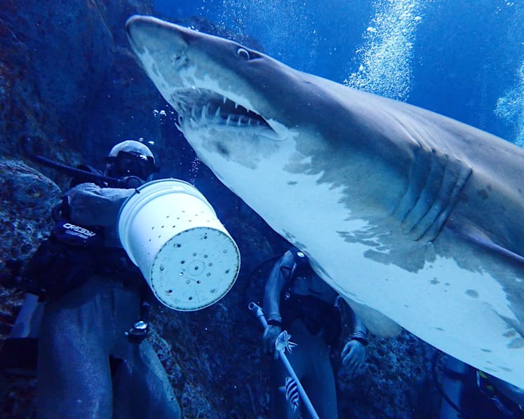 Singapore Oceanarium launches new behind-the-scenes shark feeding experience 