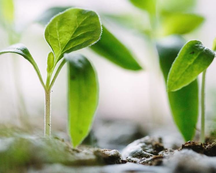 Commentary: Why investing in green funds isn’t so simple