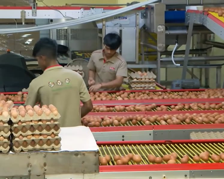 Singapore farms boost egg and vegetable output amid rising costs, bad weather