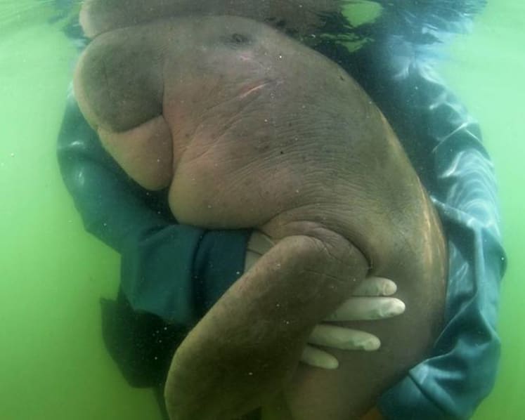 Thailand’s critically endangered dugongs keep dying and humans are to blame