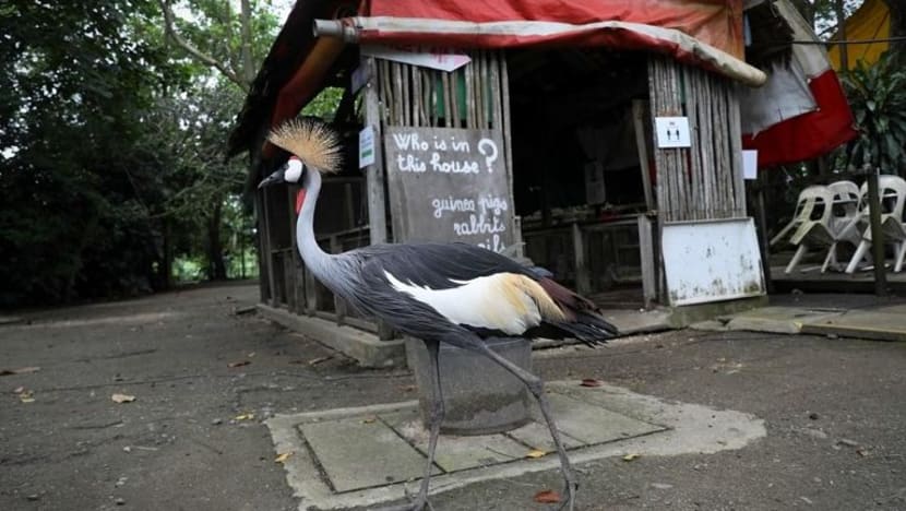 Pihak berkuasa kerjasama dengan ladang popular Seletar; carikan rumah baru untuk haiwannya Pihak berkuasa kerjasama dengan ladang popular Seletar; carikan rumah baru untuk haiwannya