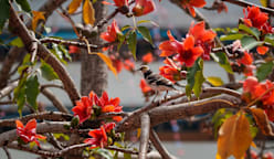 குளிரில் வெப்பம், மரங்களில் மாற்றம், பூப்பதில் புதுமை