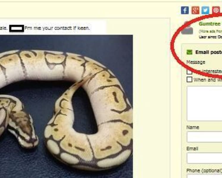 Illegal pet advertisements rife on online platforms: ACRES