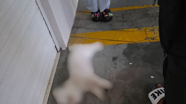 宠物小狗13楼坠落丧命 公园局正展开调查