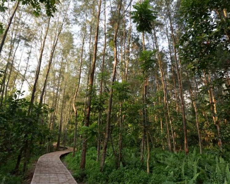 A walk on the wild side: Singapore’s upcoming nature attractions
