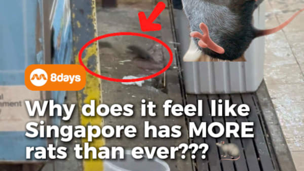Is it just us, or does it feel like rats have been showing