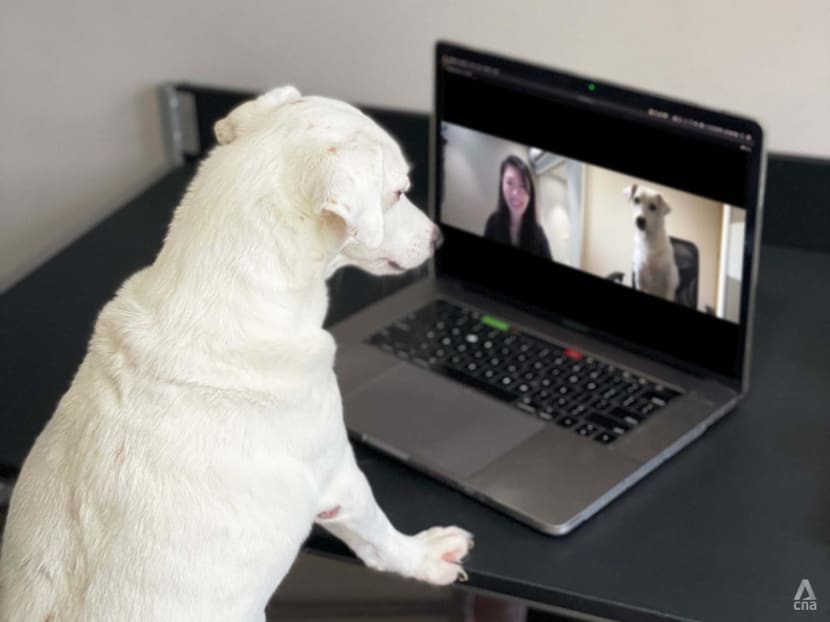 Online vets for pets in Singapore: We tried out Pawlyclinic (get it?) Online vets for pets in Singapore: We tried out Pawlyclinic (get it?)