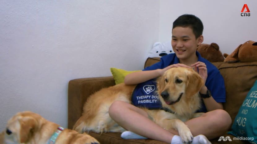 Faced with PSLE anxiety, boy finds help - and joy - from therapy dogs Faced with PSLE anxiety, boy finds help - and joy - from therapy dogs