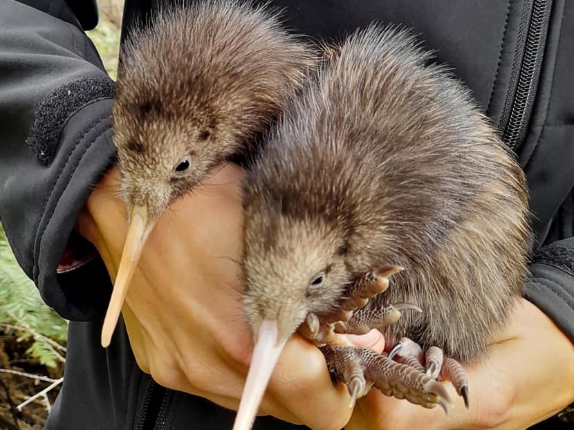 This undated handout from The Capital Kiwi Project released on Nov 30, 2023 shows two kiwi chicks, born in the wild, west of Wellington.
