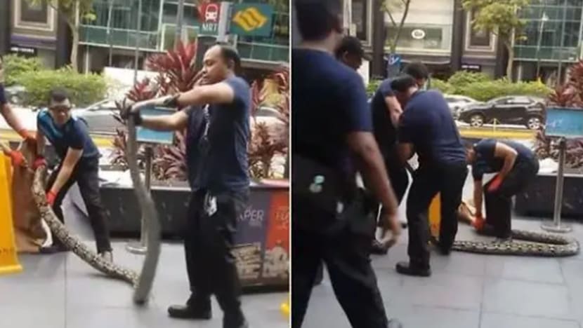 Ular ditangkap dekat Tang Plaza tidak disalah kendali, menurut AVA