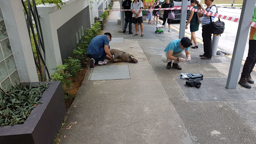 Man suffers cuts to legs after wild boar attack near Hillview condominium