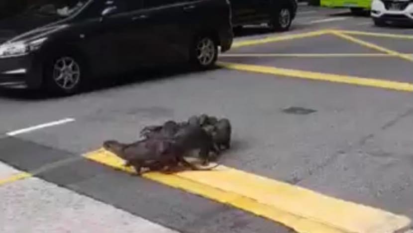Family of otters attempt to cross road in the Central Business District