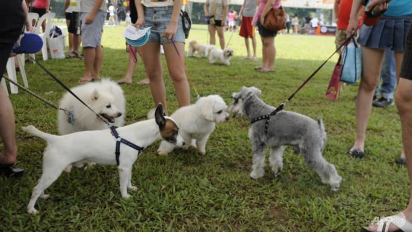 Are your pets at risk of COVID-19, and what should you do if you suspect they are infected? Are your pets at risk of COVID-19, and what should you do if you suspect they are infected?