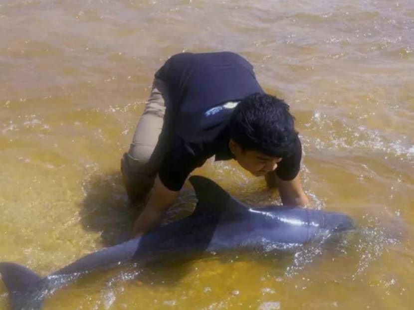 The group of bio-marine students from Universiti Malaysia Terengganu (UMT) braved high monsoon waves to help a beached dolphin get back to sea.