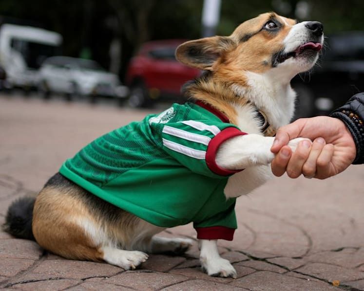 In Mexico, World Cup jerseys fit all shapes, sizes - and species
