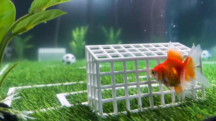 Goldfish Swimbappe's World Cup predictions make a splash in Toronto