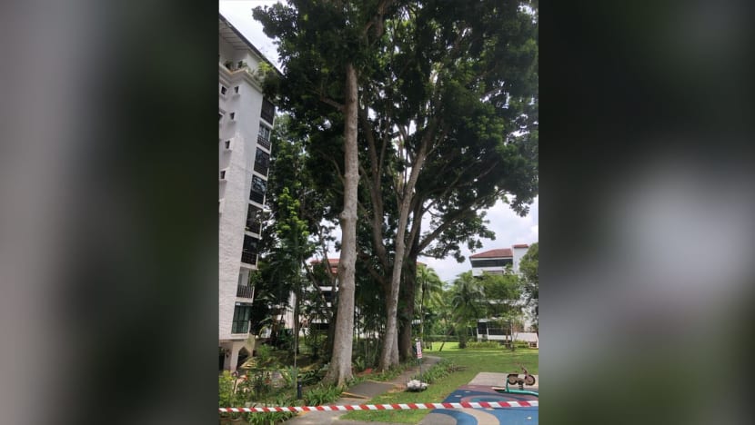 Residents at Dairy Farm Estate wrangle with condo management over removal of 35-year-old trees Residents at Dairy Farm Estate wrangle with condo management over removal of 35-year-old trees