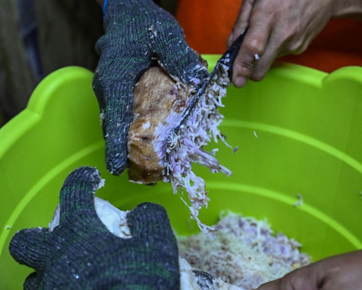 Purple reign: Philippines seeks to keep grip on ube throne Purple reign: Philippines seeks to keep grip on ube throne