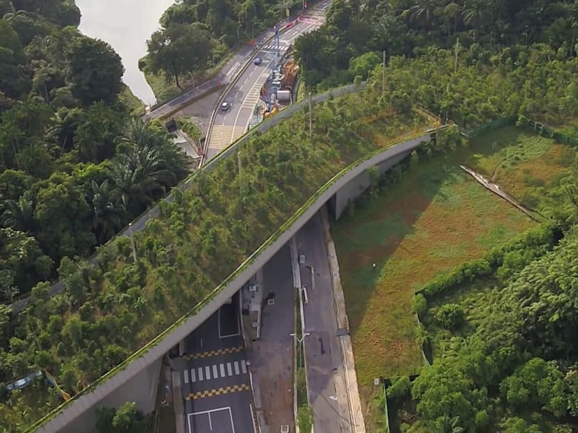 The Big Read: Saving Singapore’s endangered species, one 'animal bridge' at a time