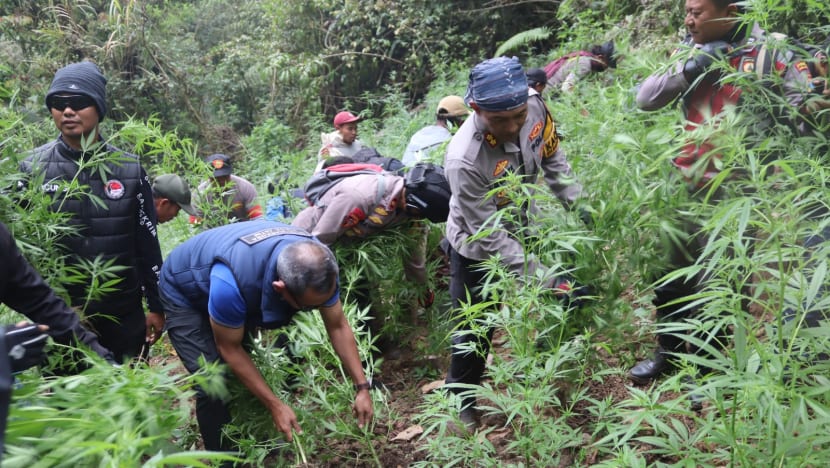 Indonesian police bust illegal marijuana plantation in Bromo National Park, seize 38,000 plants Indonesian police bust illegal marijuana plantation in Bromo National Park, seize 38,000 plants