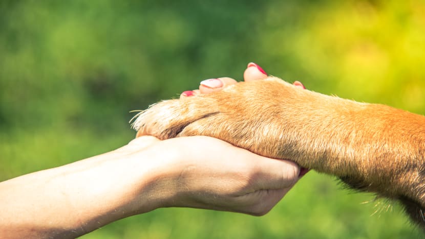 மனித-நாய் நட்பு - 15,000 ஆண்டுக்கு முன்பு பிறந்தது